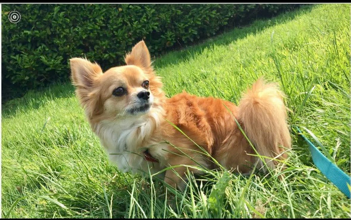 Alfie enjoying the grass in the sunshine