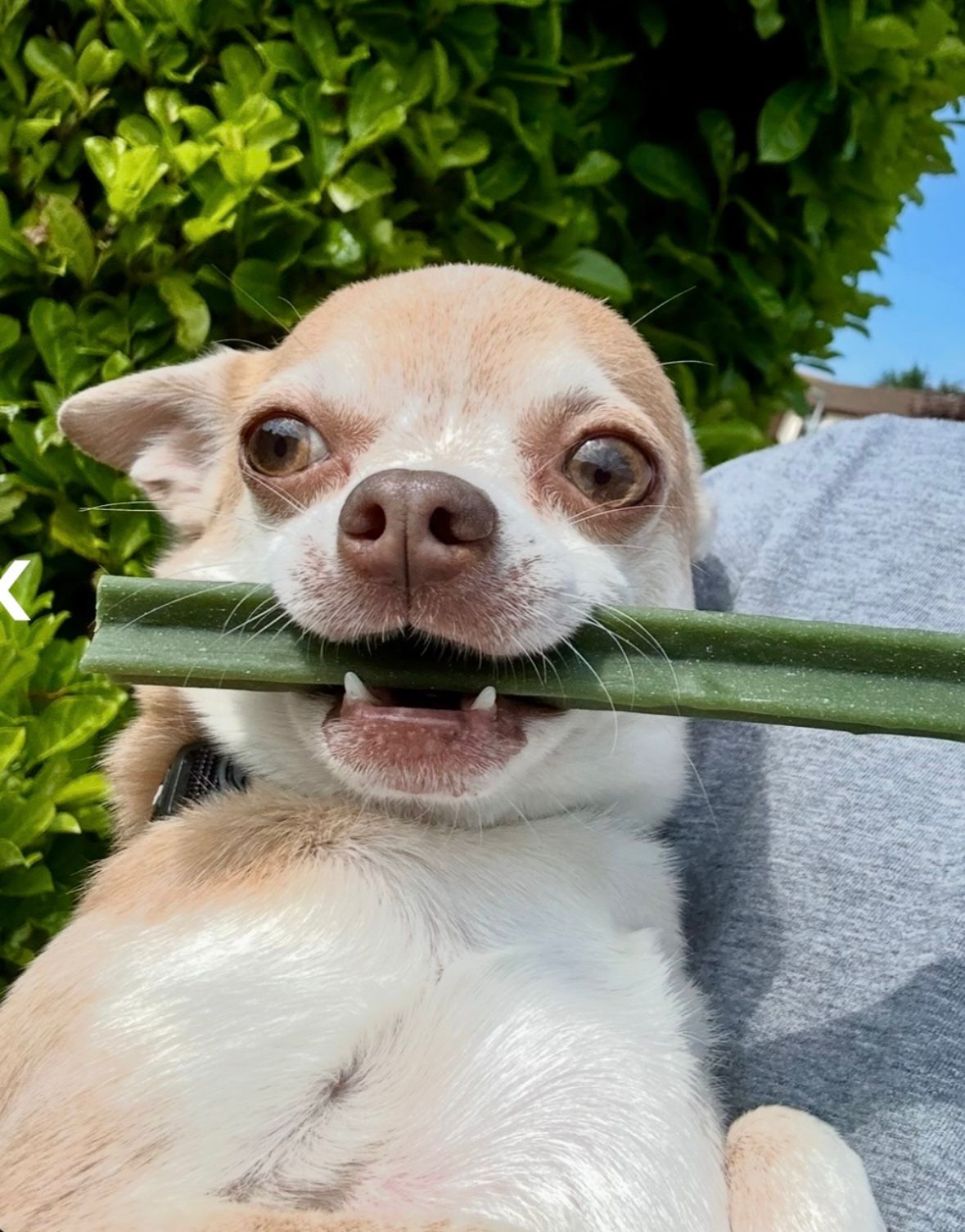 Dexter, a small chihuahua, out in the garden