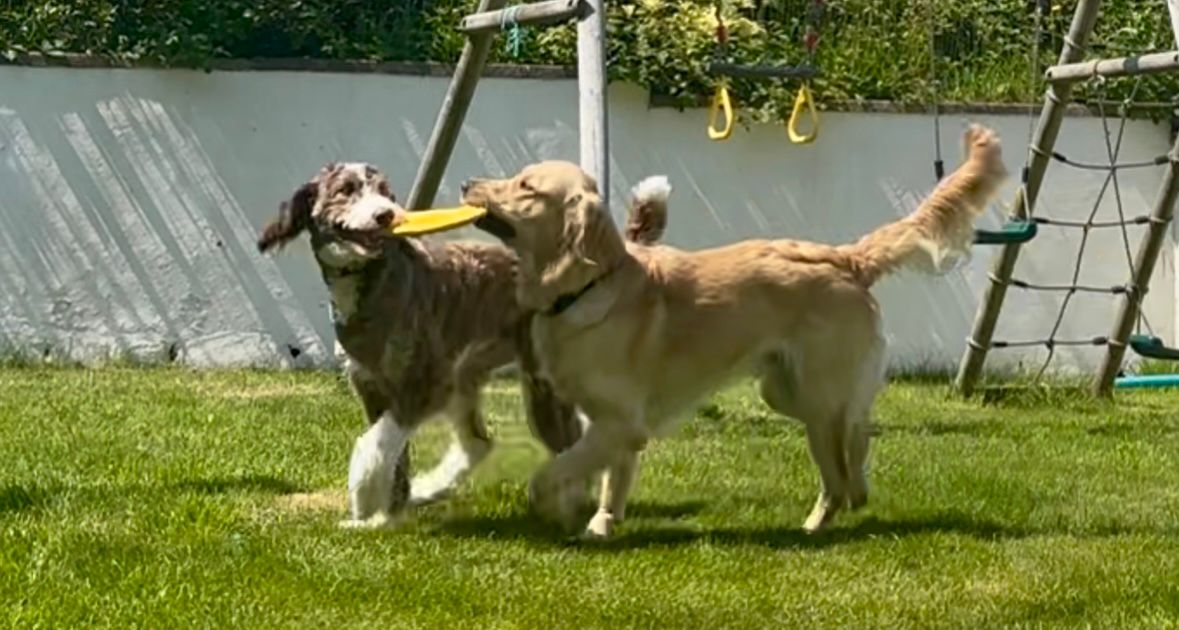 Two dogs playing happily together in a sunny Isle of Man garden