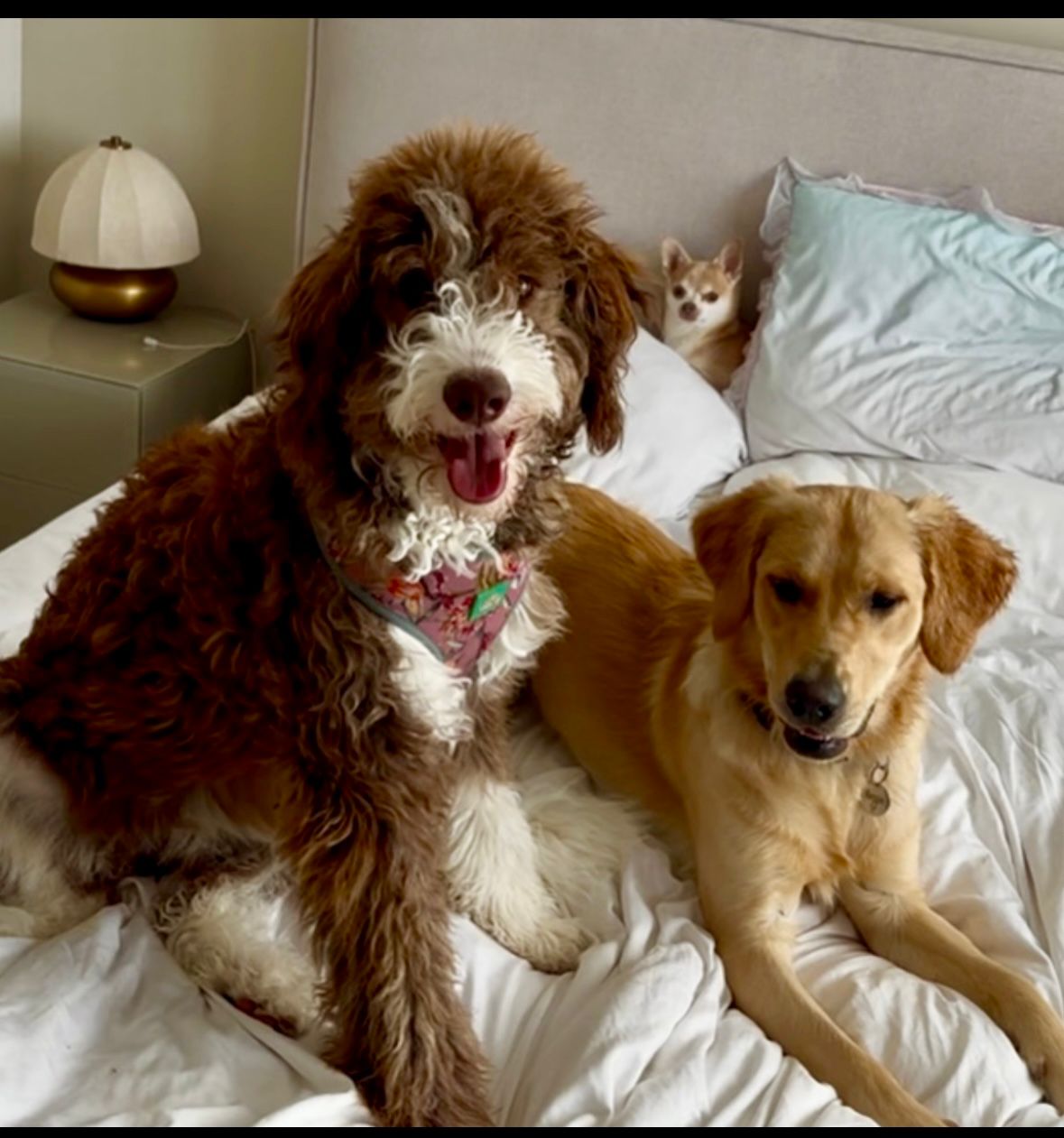 A dog comfortable and settled at home during a visit