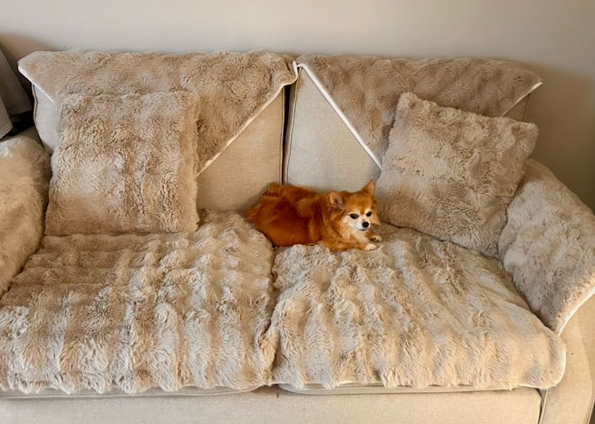 A happy dog cared for in familiar home surroundings