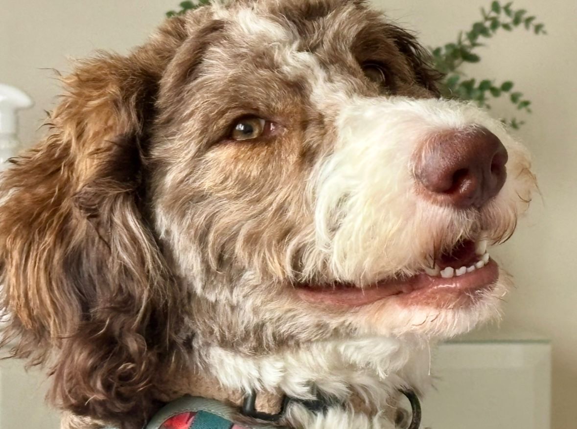 Waffles, a brown-and-white doodle, the inspiration behind the business