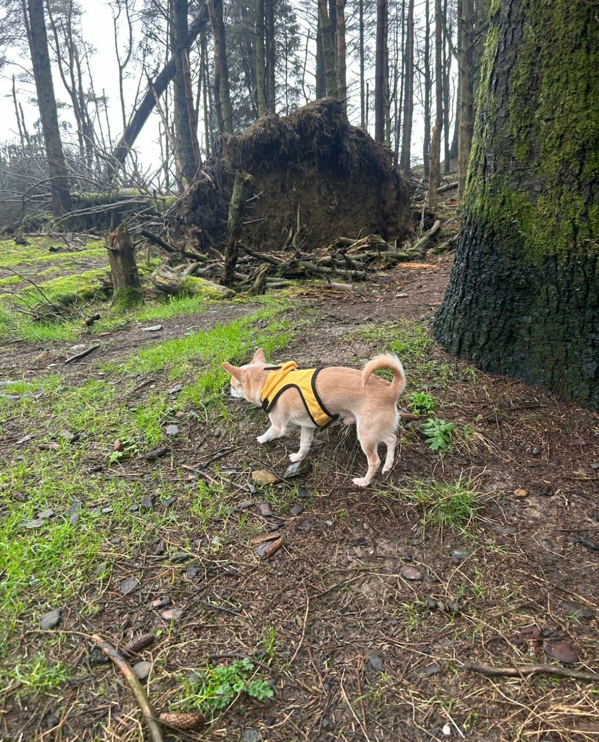 Dogs exploring together outdoors
