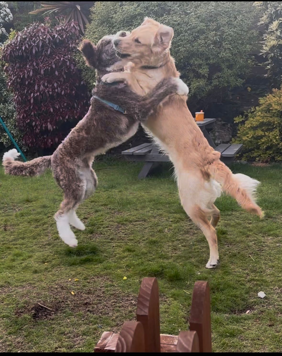 A dog playing and exploring on the Isle of Man