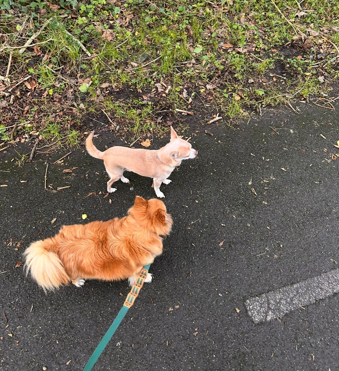 Dogs running and having fun together